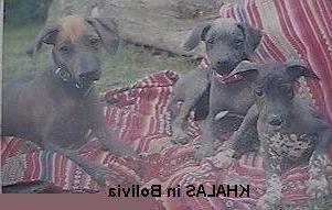 Khala Dog Breed Image 9